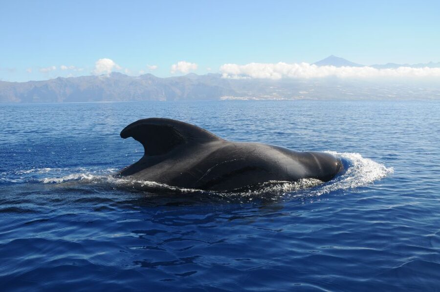 From San Juan beach : Marine Life Cruise - How the 3-Hour Route Works Near La Gomera
