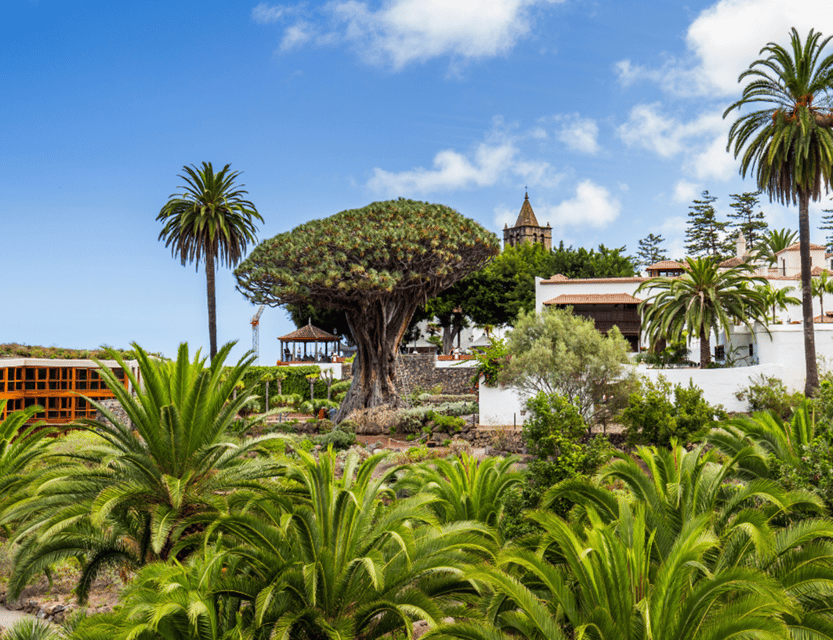 From Santa Cruz de Tenerife: Masca & Garachico Private Trip - Icod de los Vinos and the Drago Milenario you will remember