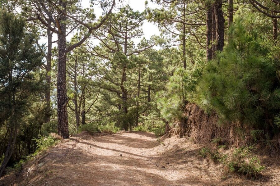 From Santa Cruz: Teide Volcano, Icod, & Garachico Tour - Price and Value at $85: What You Get for the Money