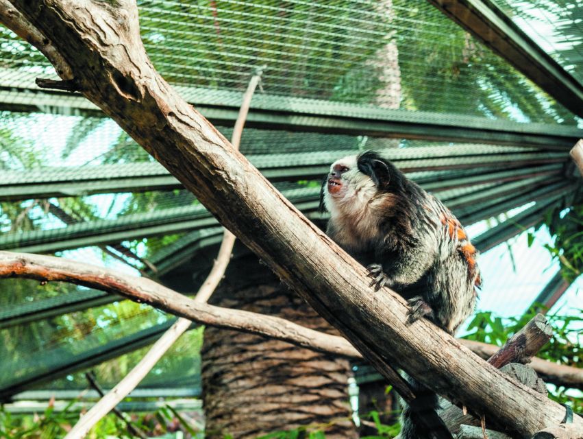 From South Tenerife: Loro Park Zoo Ticket & Hotel Transfers - Planet Penguin: Antarctica-Style Viewing That Changes the Pace