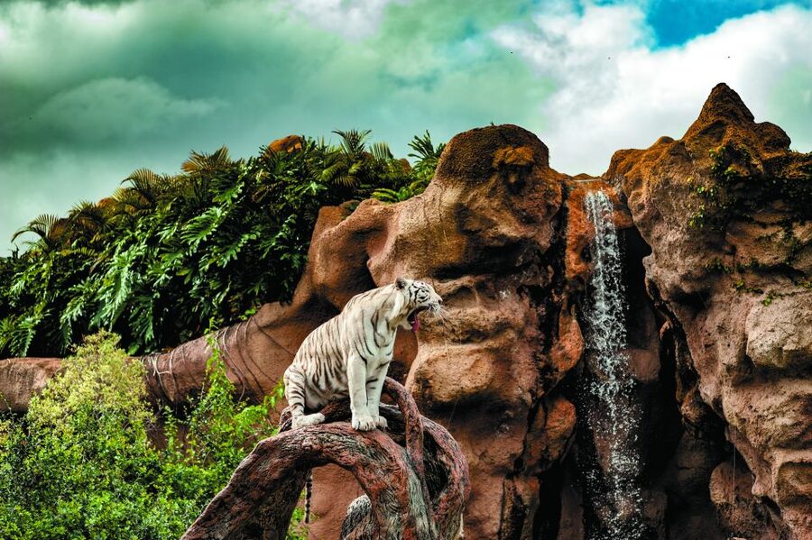 From South Tenerife: Loro Park Zoo Ticket & Hotel Transfers - Katandra TreeTops: Hanging Bridges for Birds (and a Nice Break From Shows)