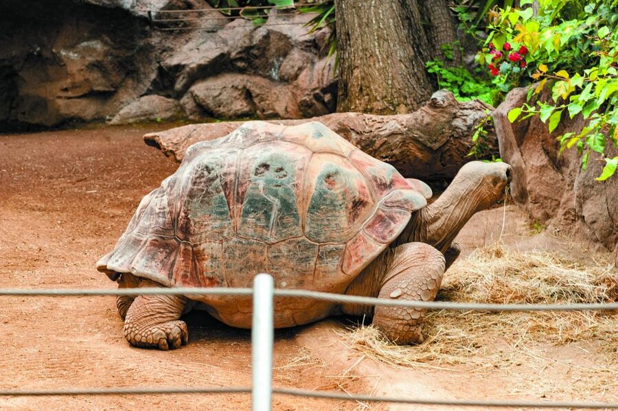 From South Tenerife: Loro Park Zoo Ticket & Hotel Transfers - More Animals Worth Blocking Time For