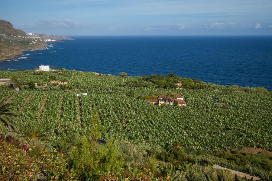 From South Tenerife: VIP Grand Tour Tenerife island - Isla Baja and Orotava Valley: How the Island Changes as You Move