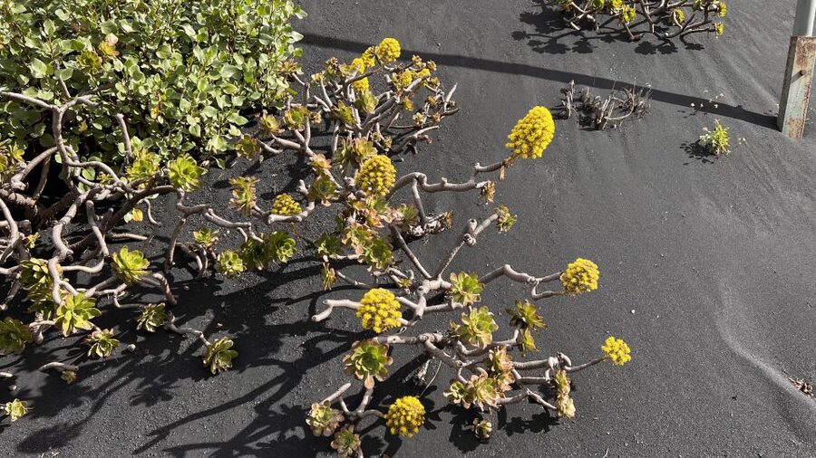 From Tenerife: Day Trip to La Palma Volcanic Landscapes - Should you book this From Tenerife to La Palma volcanic landscapes trip?