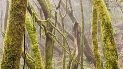 From Tenerife South: La Gomera Full-Day Trip with Transfers
