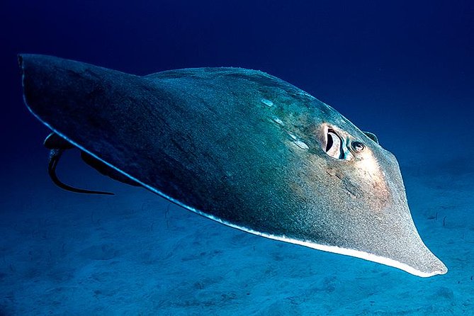 Guided Boat Dives for Certified Divers - Tenerife’s guided boat sessions: why this half-day setup works