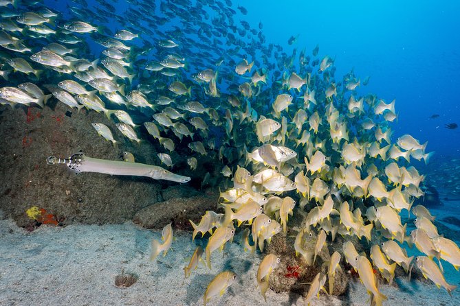 Guided Boat Dives for Certified Divers - Who should book this Tenerife boat-based scuba experience