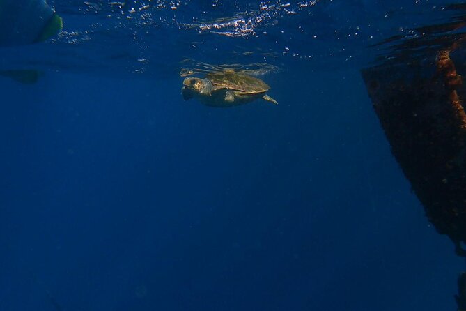 Guided Kayak Tour From Los Cristianos Beach Tenerife - Why Los Cristianos is a smart base for a Tenerife sea day
