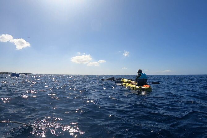 Guided Kayak Tour From Los Cristianos Beach Tenerife - Timing is everything, especially with two departure slots