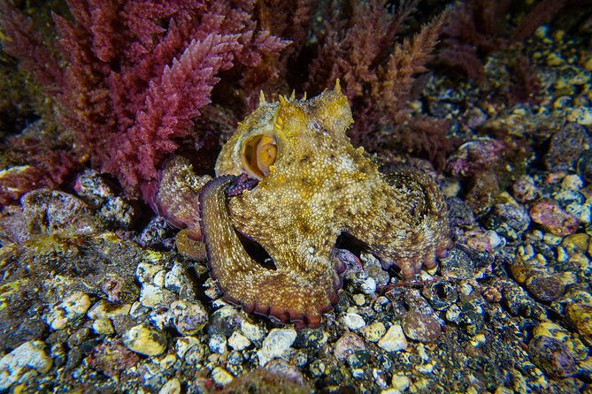 guided Scuba Diving on Tenerife (for certified divers) - Key highlights that matter before you book
