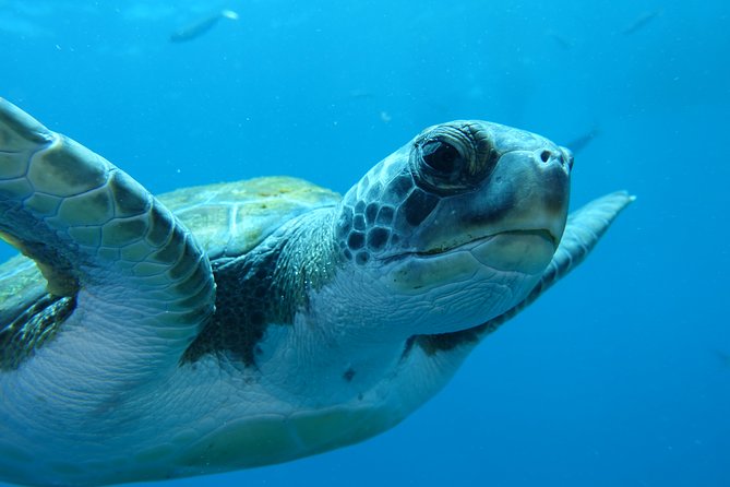 guided Scuba Diving on Tenerife (for certified divers) - Choosing depths and why Radazul often wins on Tenerife