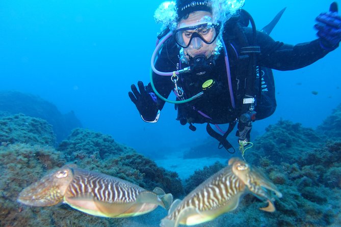guided Scuba Diving on Tenerife (for certified divers) - Sea life and volcanic scenery, what you can plan to look for