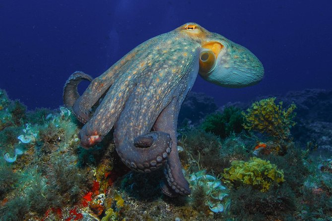 guided Scuba Diving on Tenerife (for certified divers) - What’s included, and how that changes your day