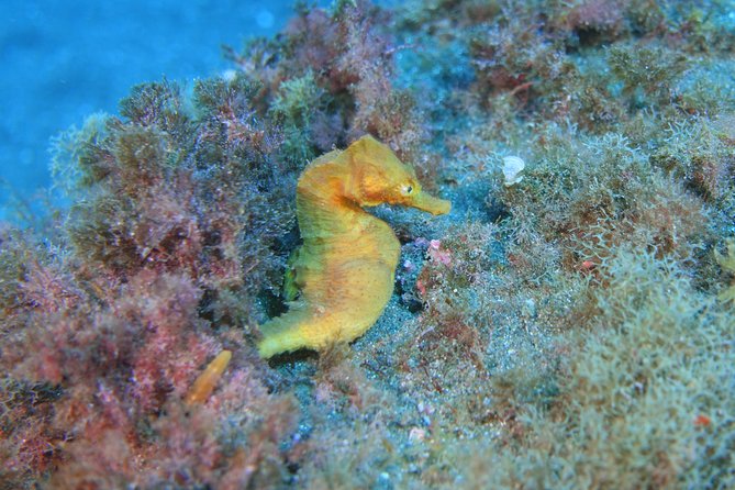 guided Scuba Diving on Tenerife (for certified divers) - Instructor attention and the Jasper factor
