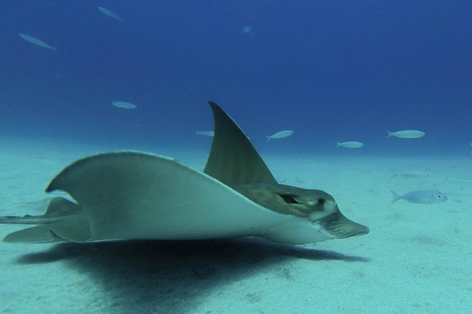 guided Scuba Diving on Tenerife (for certified divers) - Timing options, weather reality, and staying comfortable