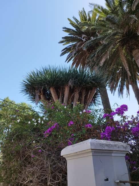 Guided walking tour in La Orotava 1:30 min, Tenerife - La Orotava in 90 minutes, what this walk really feels like
