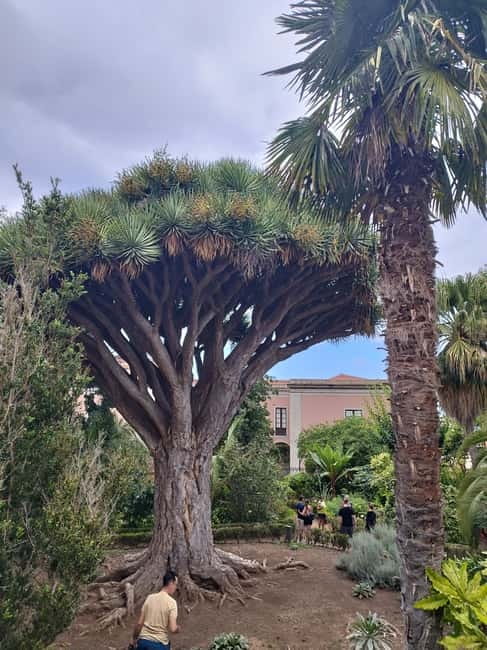Guided walking tour in La Orotava 1:30 min, Tenerife - Starting at Plaza de la Constitución, the Augustinians and the town’s early roots