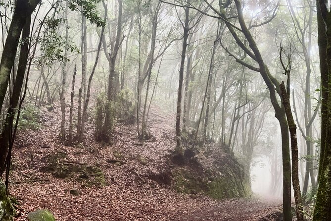 Hiking over Masca through laurel relict woods.Roque de Tarucho. - What to pack and how to dress for a foggy Tenerifan day