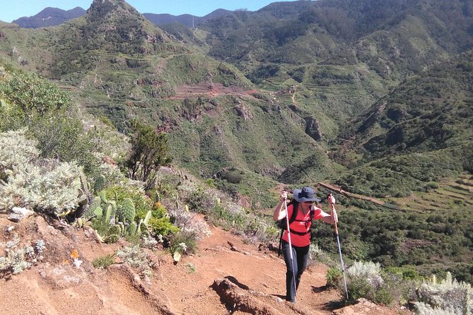 Hiking tour in the Anaga biosphere reserve in Tenerife - The Hike Itself: Subtropical Laurel Forest, Volcanic Origins, and Endemic Life