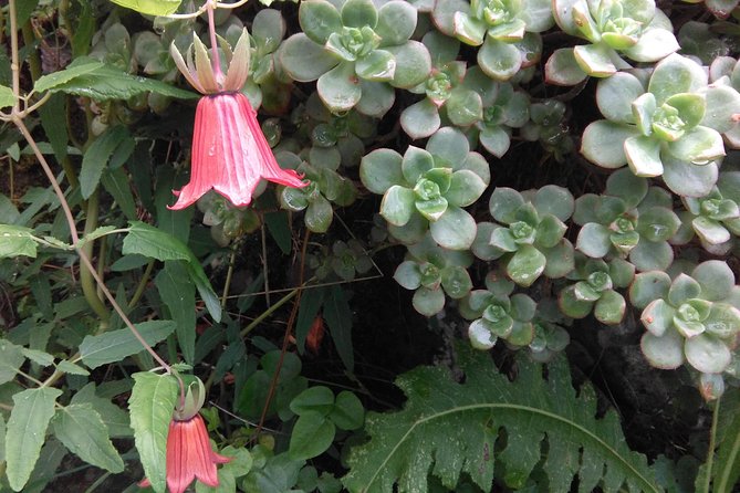 Hiking tour in the Anaga biosphere reserve in Tenerife - Timing and Distance: What a 4.5-Hour Trek Really Means