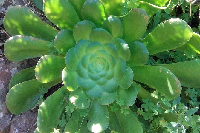 Hiking tour in the Anaga biosphere reserve in Tenerife - What to Bring for Anaga’s Windy, Humid, Changing Forest Weather