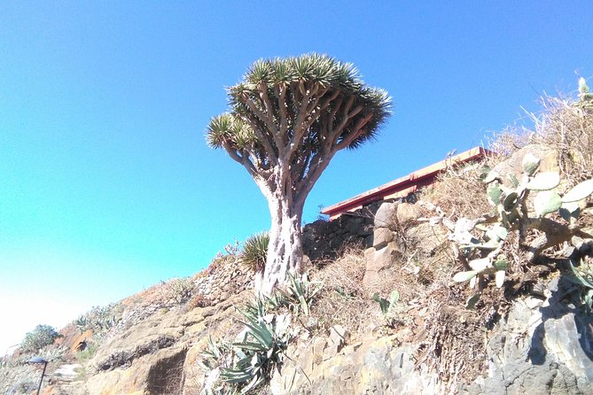Hiking tour in the Anaga biosphere reserve in Tenerife - Who This Trek Suits Best (and Who Should Skip It)