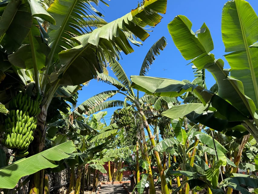 Icod de los Vinos: Casa del Plátano Entry Ticket - The plantation tour, where the banana lesson becomes visible