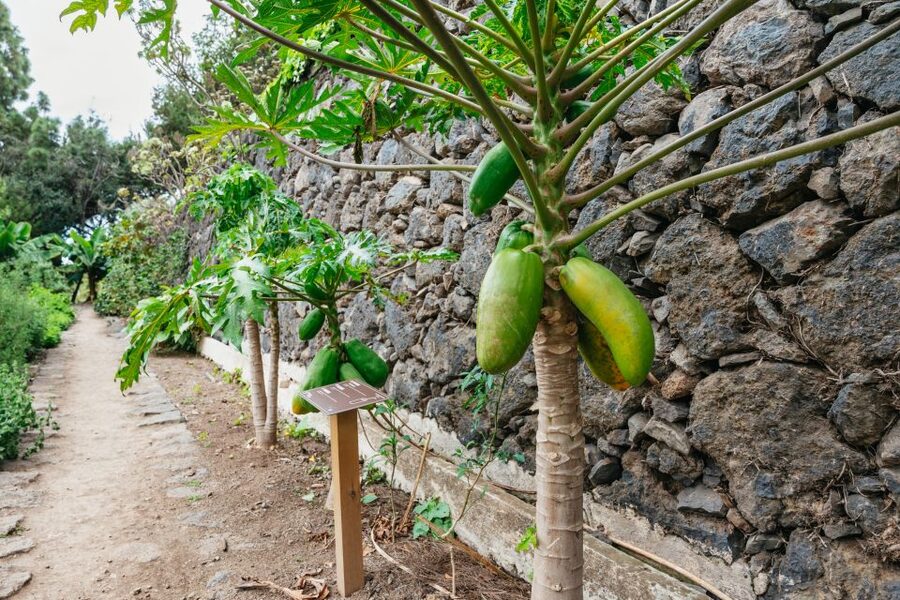 Icod de los Vinos: Dragon Tree & Botanical Garden Ticket - Key takeaways before you go
