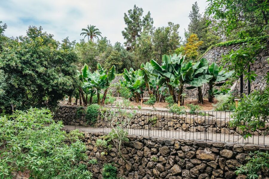 Icod de los Vinos: Dragon Tree & Botanical Garden Ticket - Should you book the Dragon Tree & Botanical Garden Ticket?