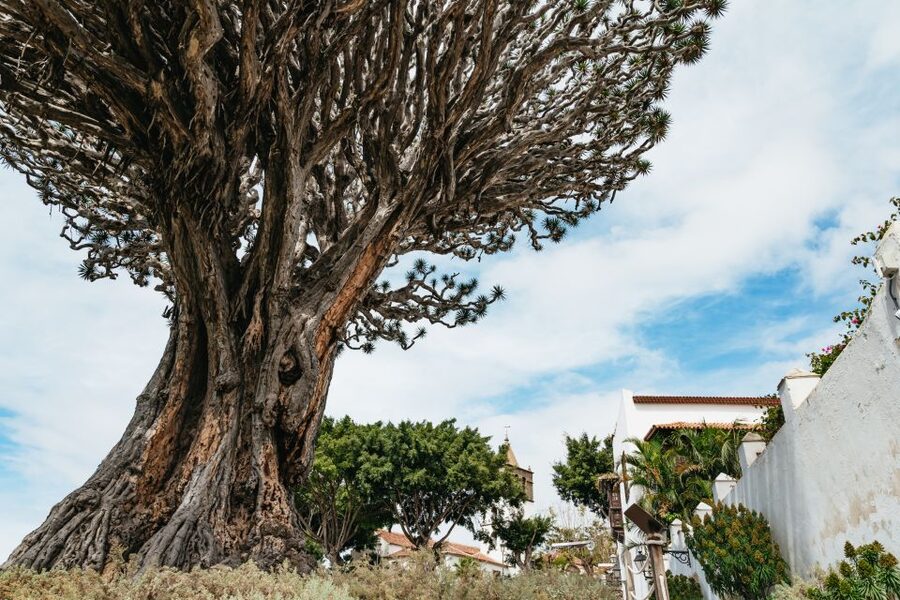 Icod de los Vinos: Dragon Tree & Botanical Garden Ticket - The Millennial Dragon Tree: your must-see reason for arriving