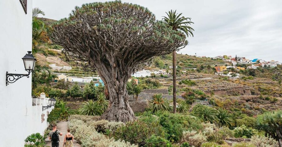 Icod de los Vinos: Dragon Tree & Botanical Garden Ticket - Laurel forest and orchard areas: why the park has real variety