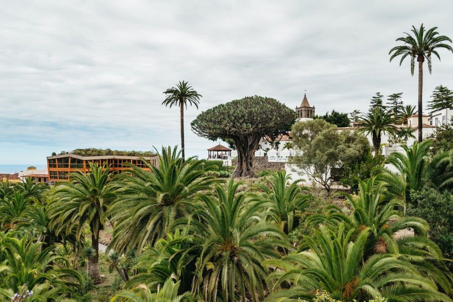 Icod de los Vinos: Dragon Tree & Botanical Garden Ticket - Vistas and viewpoint snack stop: the break you’ll be glad you planned