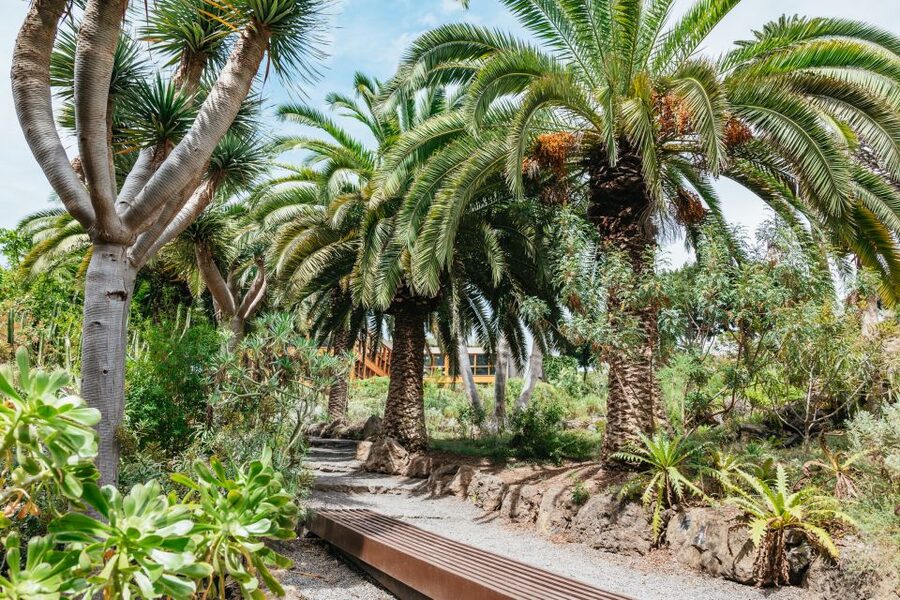 Icod de los Vinos: Dragon Tree & Botanical Garden Ticket - Booking tip: make your time match the experience