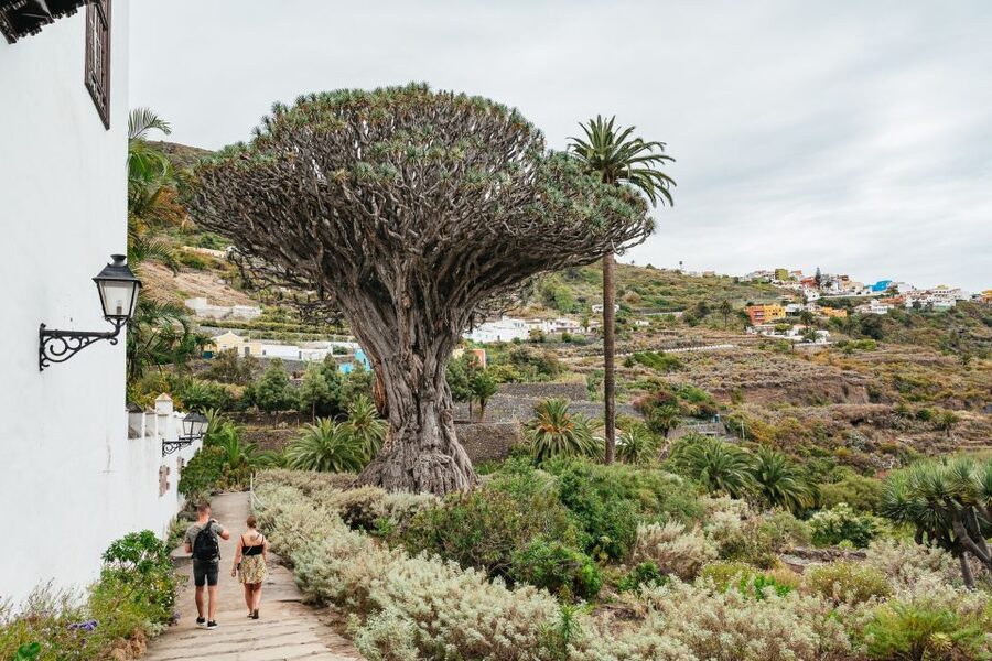 Icod de los Vinos: Dragon Tree & Botanical Garden Ticket - Botanical Garden walking loop: 3 hectares you can enjoy slowly