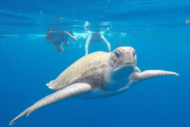 Kayak Route along the Volcanic Coast in Tenerife South with Snorkeling - Key Points If You Want the Best Version of This Tour