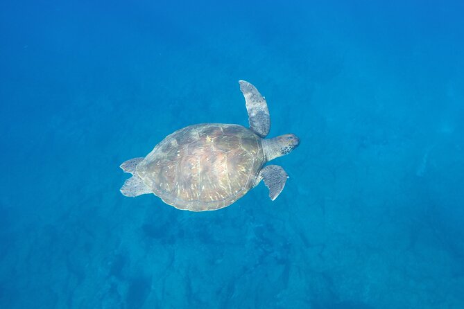 Kayak Route along the Volcanic Coast in Tenerife South with Snorkeling - The Paddle Along Southern Tenerife: Caves, Open Water, And Real Wildlife Odds