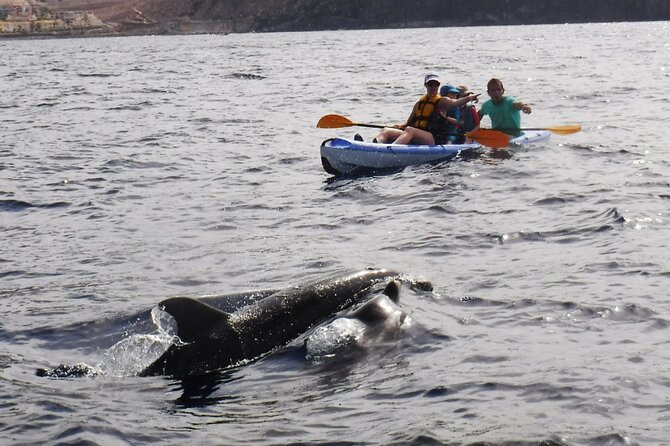 Kayak Route along the Volcanic Coast in Tenerife South with Snorkeling - Snorkeling With Turtles: When It’s Great, And When Sea Conditions Win