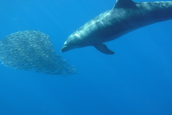 Kayak Route along the Volcanic Coast in Tenerife South with Snorkeling - How Guides Handle Safety And Group Flow
