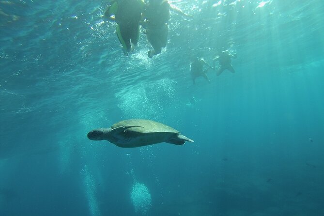 Kayak Route along the Volcanic Coast in Tenerife South with Snorkeling - Photos And Videos: The Nice Touch That Saves You From Working Too Hard For Memories