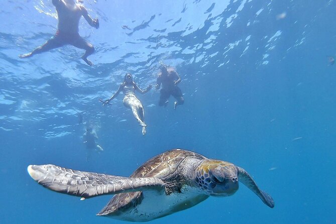 Kayak Safari with Dolphin and Turtle Watching in Guaza - Where Guaza Kayaking Hits Different: Dolphins, Turtles, and Real Ocean Cliffs