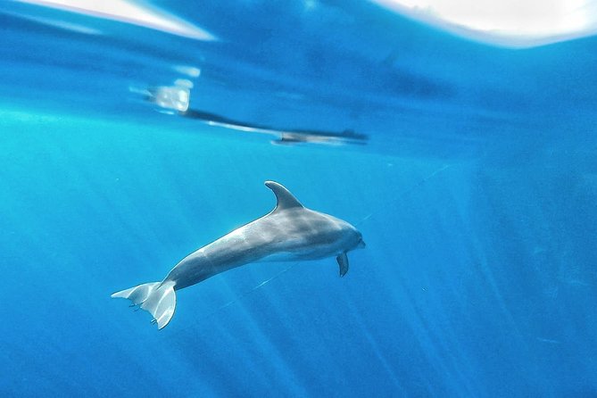 Kayak Safari with Dolphin and Turtle Watching in Guaza - Fitness and Comfort: What Moderate Really Means on a Wavy Coast