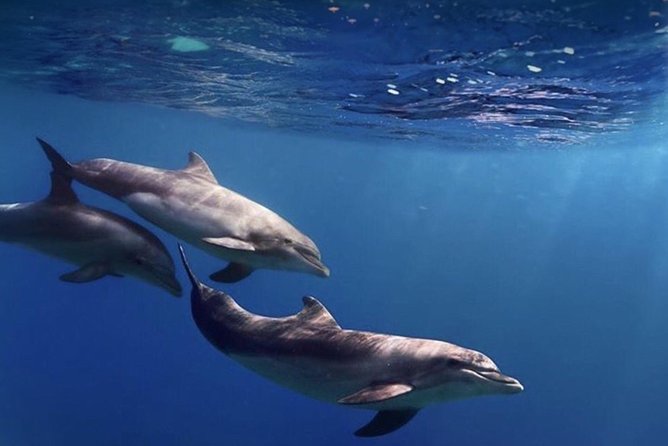 Kayak Safari with Dolphin and Turtle Watching in Guaza - Guides Who Actually Manage the Day: Names, Pace, and Safety