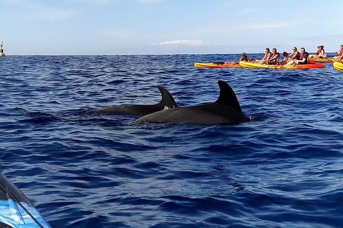Kayak Sunset Tour - Snorkeling Equipment Included, So You Can Extend the Experience