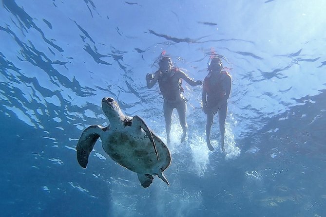Kayak with Dolphin & Turtle Watching Private Tour - Kayaking The Teno Rasca Marine Strip For Turtles, Birds, And Dolphins