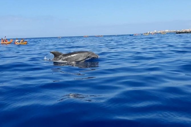 Kayak with Dolphin & Turtle Watching Private Tour - Sunset Timing, Photo And Video, And The Value Question