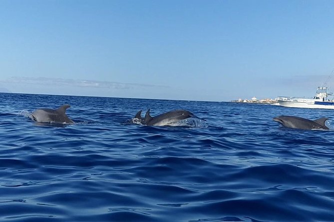 Kayak with Dolphin & Turtle Watching Private Tour - Itinerary Rhythm: How The 3 Hours 30 Minutes Usually Flows