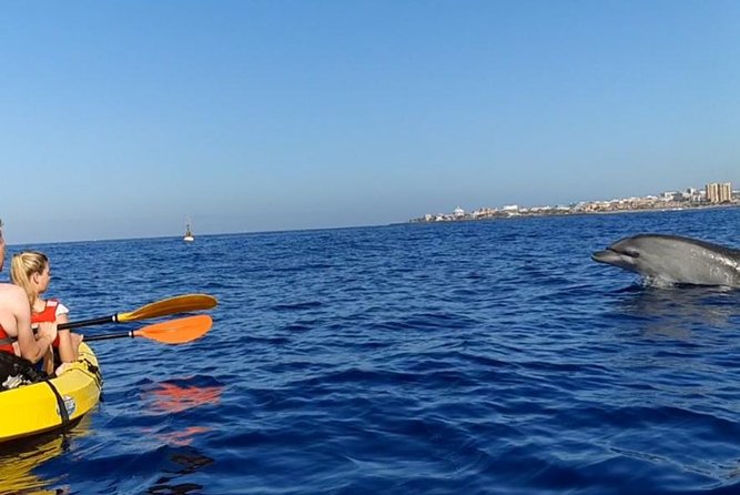Kayak with Dolphin & Turtle Watching Private Tour - Price And Logistics In Tenerife: Pickup Range Matters