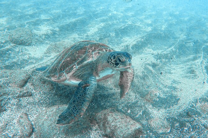 Kayaking + snorkeling with turtles - Guides, pacing, and safety: the part that can make or break your day