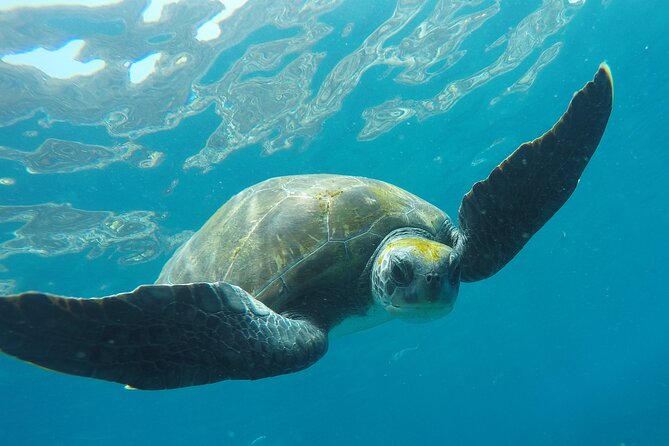 Kayaking + snorkeling with turtles - The 30-minute turtle snorkeling: what you’ll actually be doing