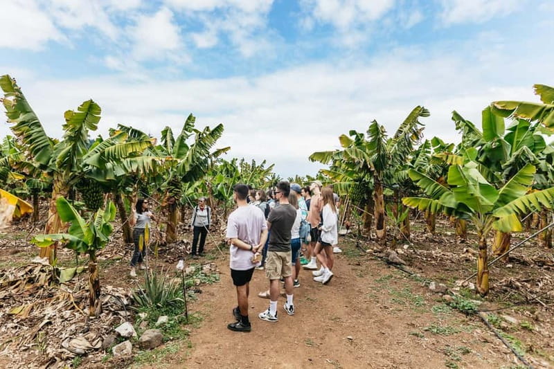 La Orotava: Eco Banana Plantation Tour with Banana Liquor - Key things I’d block time for